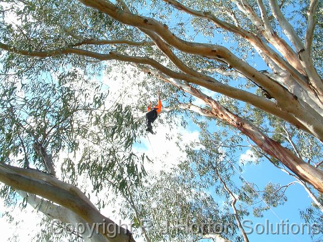 Tree Climbing 6